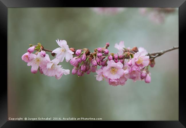 Cherry Blossom Framed Print by Jurgen Schnabel