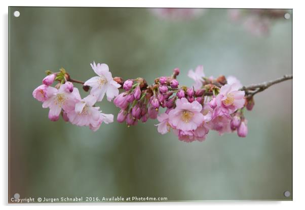 Cherry Blossom Acrylic by Jurgen Schnabel