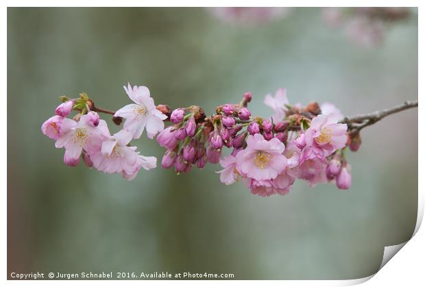 Cherry Blossom Print by Jurgen Schnabel
