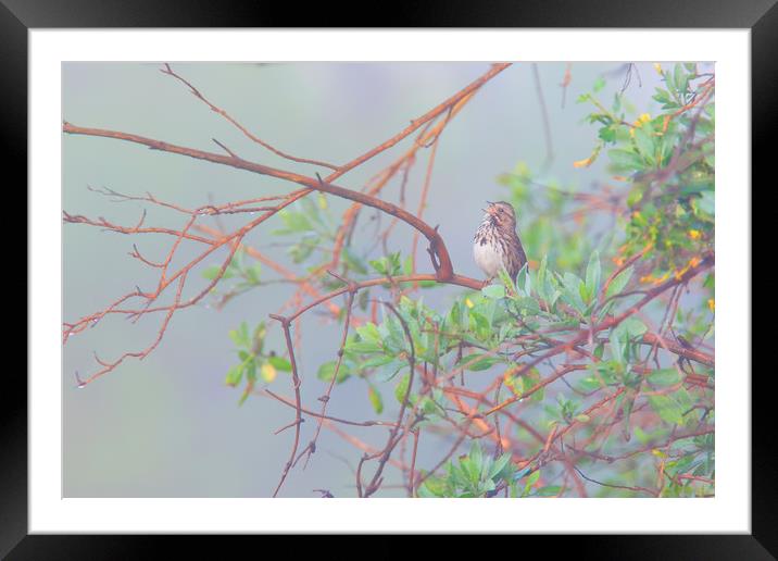Song sparrow in fog Framed Mounted Print by Ram Vasudev