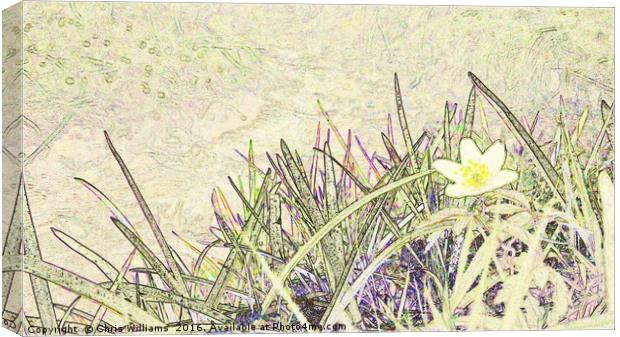 Flower By The Stream Canvas Print by Chris Williams