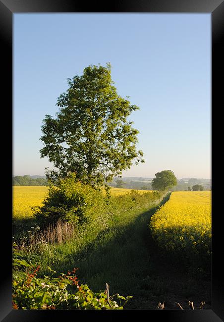 Field of Oilseed Rape Framed Print by graham young