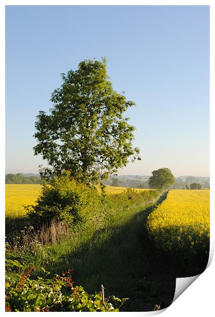 Field of Oilseed Rape Print by graham young