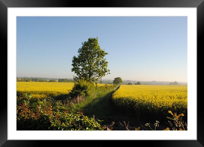 Rape Fields Framed Mounted Print by graham young