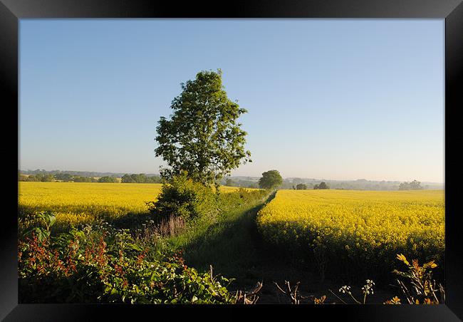 Rape Fields Framed Print by graham young