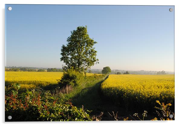 Rape Fields Acrylic by graham young