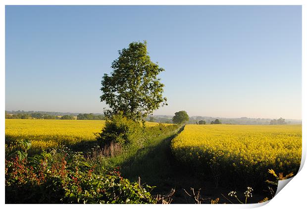 Rape Fields Print by graham young