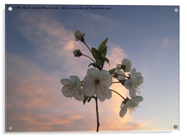 Cherry blossoms, Acrylic by Ali asghar Mazinanian