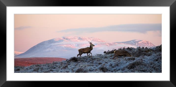 Red Deer, Ben Wyvis Framed Mounted Print by Macrae Images