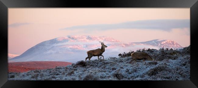 Red Deer, Ben Wyvis Framed Print by Macrae Images