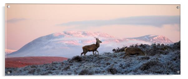 Red Deer, Ben Wyvis Acrylic by Macrae Images