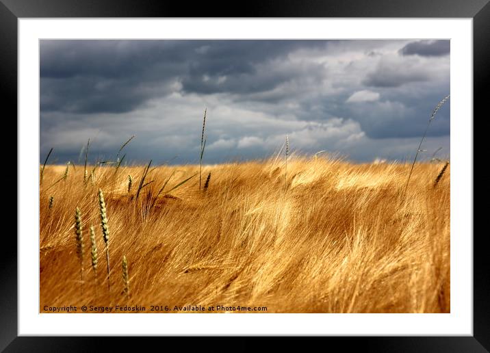 Yellow field under stormy sky Framed Mounted Print by Sergey Fedoskin