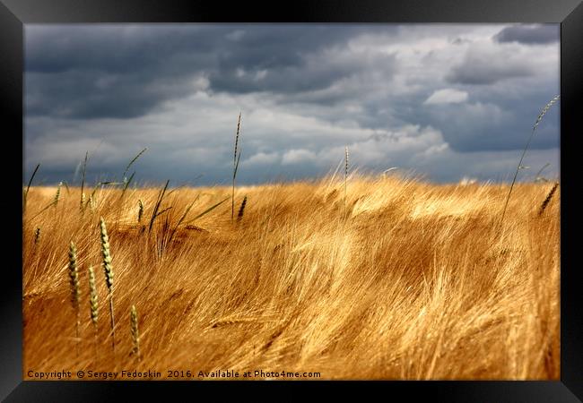 Yellow field under stormy sky Framed Print by Sergey Fedoskin