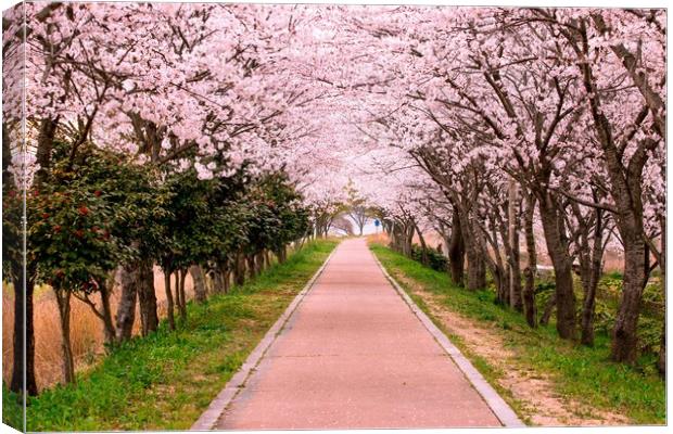 Blossom Cherry Path Canvas Print by Ambir Tolang