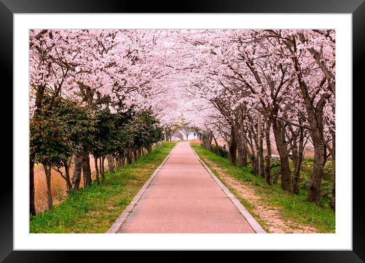 Blossom Cherry Path Framed Mounted Print by Ambir Tolang
