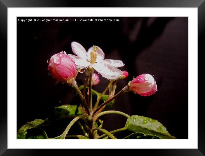 Apple's blossoms, after the rain, Framed Mounted Print by Ali asghar Mazinanian