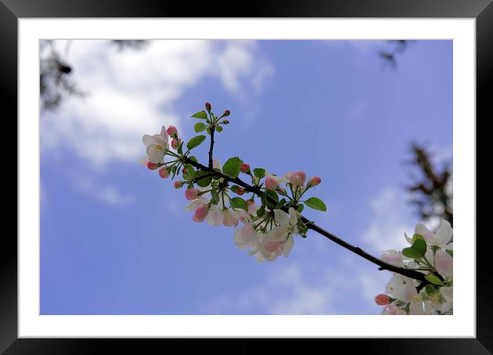 Blossom apple backlit cloudy sky Framed Mounted Print by Adrian Bud