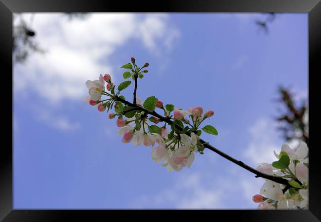 Blossom apple backlit cloudy sky Framed Print by Adrian Bud