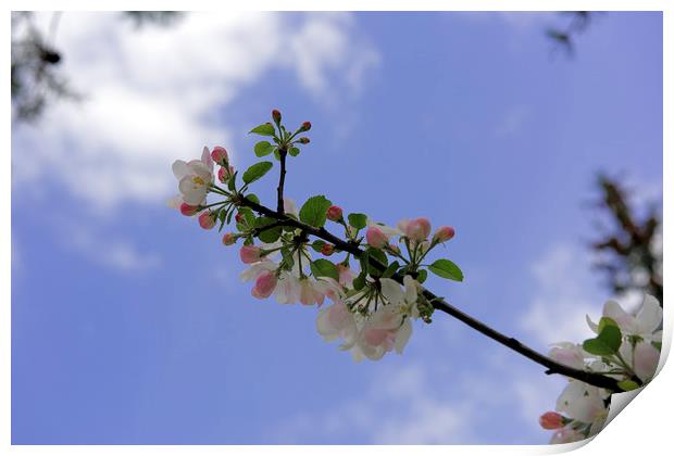 Blossom apple backlit cloudy sky Print by Adrian Bud