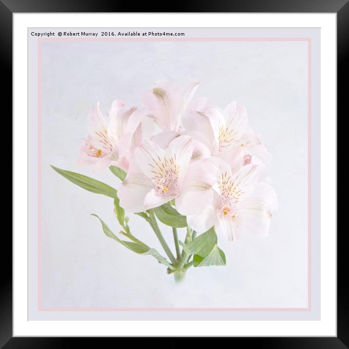 Alstroemeria 2 Framed Mounted Print by Robert Murray