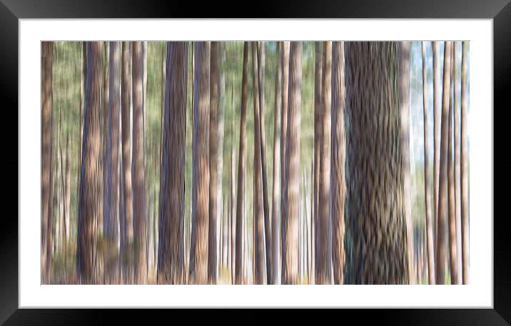 Conifers Framed Mounted Print by Mark Godden