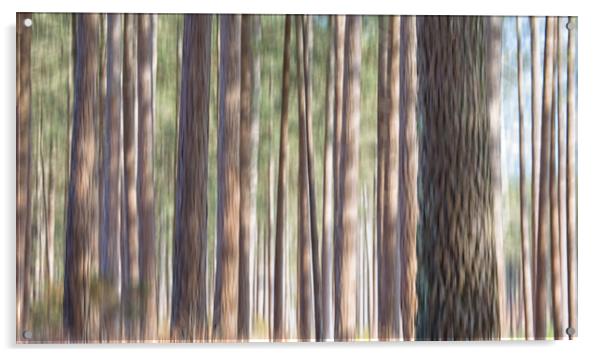 Conifers Acrylic by Mark Godden