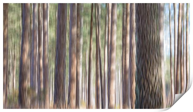Conifers Print by Mark Godden