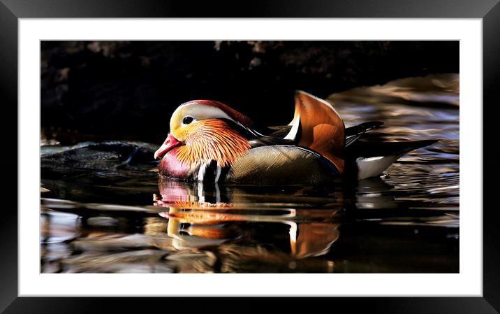 Male Mandarin Duck Framed Mounted Print by Grant Glendinning
