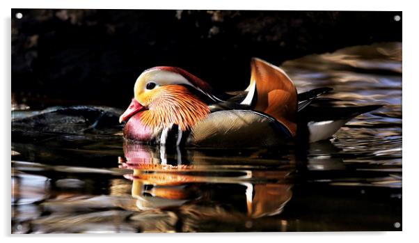 Male Mandarin Duck Acrylic by Grant Glendinning