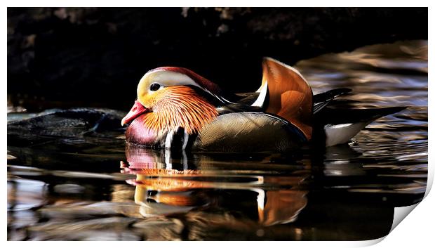 Male Mandarin Duck Print by Grant Glendinning