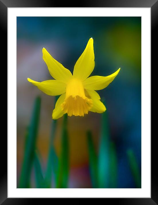Daffodil Framed Mounted Print by Mike Sherman Photog