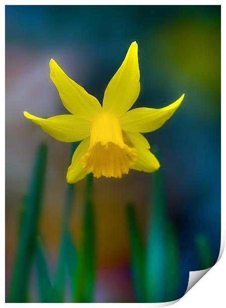 Daffodil Print by Mike Sherman Photog