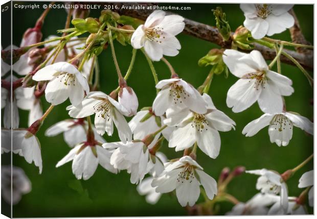 "WHITE FLOWERING CRAB APPLE TREE" Canvas Print by ROS RIDLEY