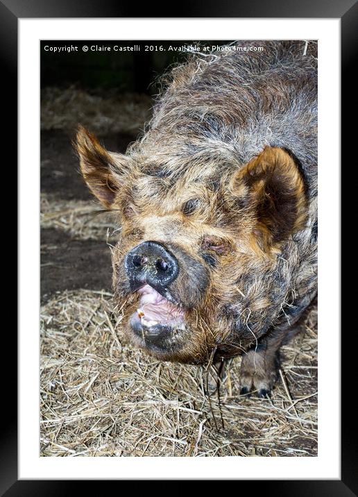 Thats MR PIG...... Framed Mounted Print by Claire Castelli