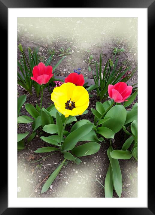 yellow and red tulips Framed Mounted Print by Marinela Feier