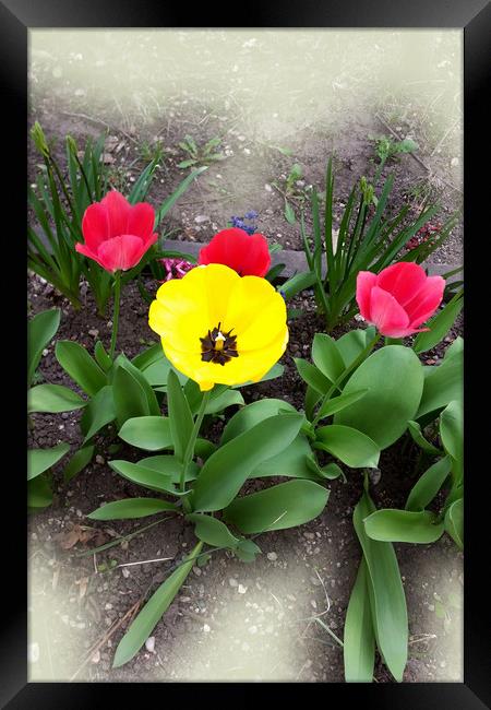 yellow and red tulips Framed Print by Marinela Feier