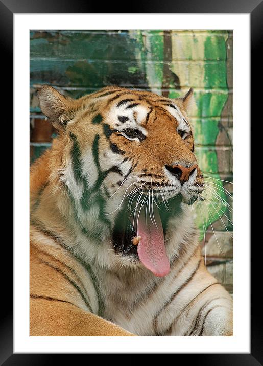 Tiger just getting up Framed Mounted Print by Mike Herber