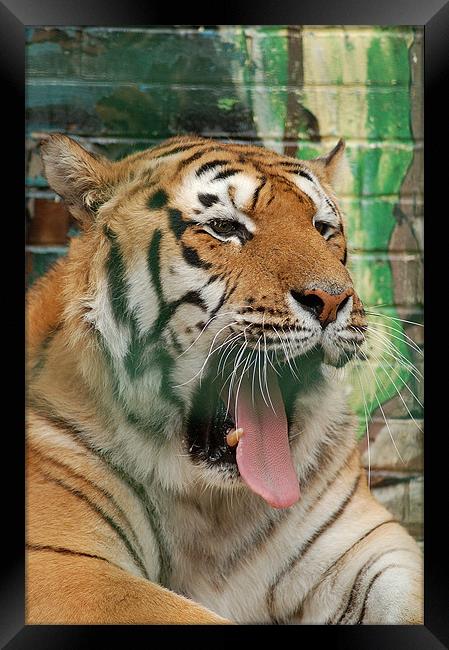 Tiger just getting up Framed Print by Mike Herber