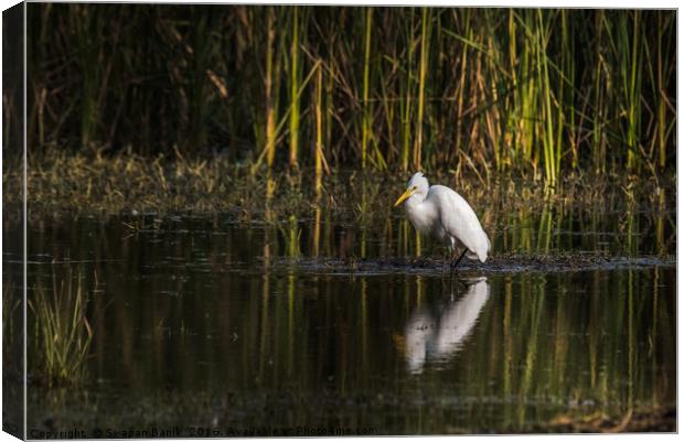 Little Egret Canvas Print by Swapan Banik