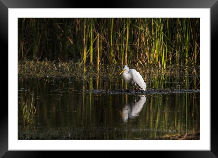 Little Egret Framed Mounted Print by Swapan Banik