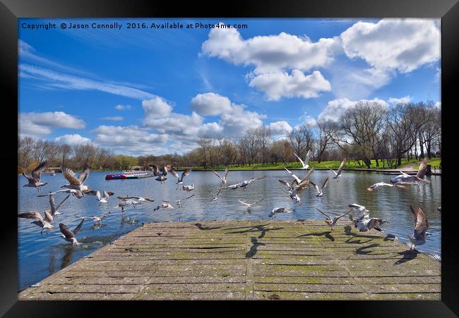 Stanley Park Seagulls Framed Print by Jason Connolly