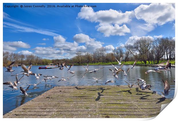 Stanley Park Seagulls Print by Jason Connolly
