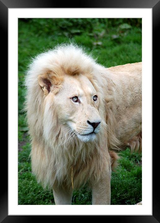 White Lion Framed Mounted Print by Mike Herber