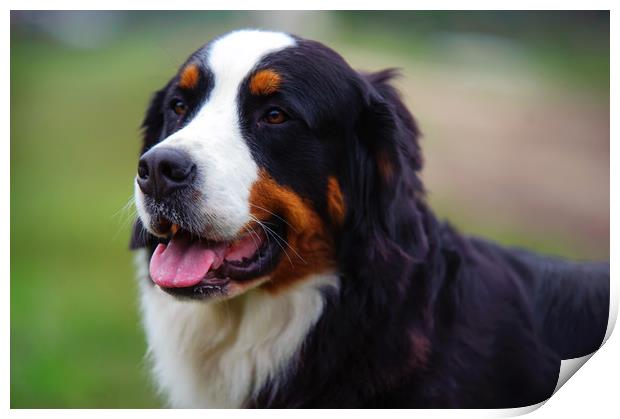 Bernese Mountain Dog Print by Jenny Rainbow