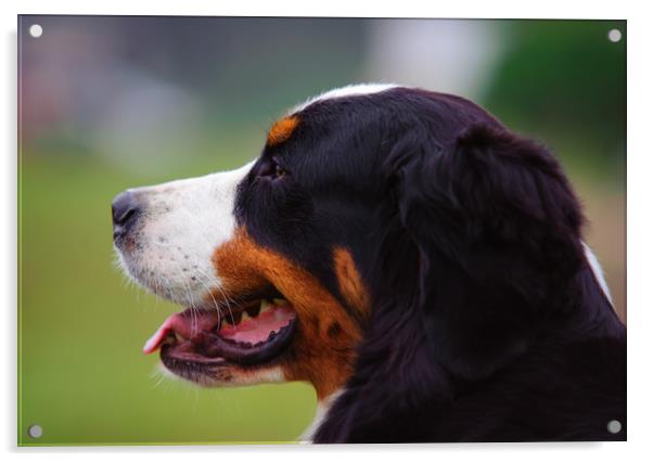 Bernese Mountain Dog profile Acrylic by Jenny Rainbow