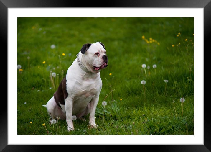 American bulldog on green spring meadow Framed Mounted Print by Jenny Rainbow