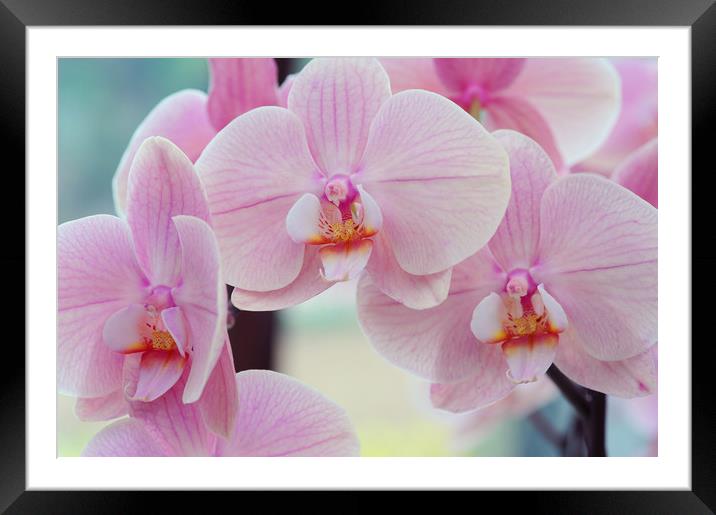 Beautiful orchids close up Framed Mounted Print by Jenny Rainbow