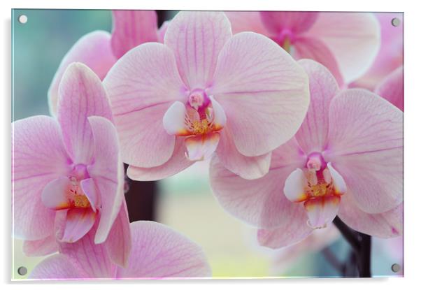 Beautiful orchids close up Acrylic by Jenny Rainbow