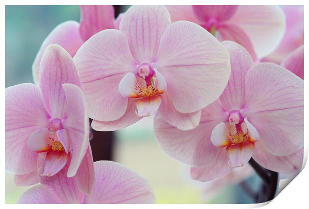 Beautiful orchids close up Print by Jenny Rainbow