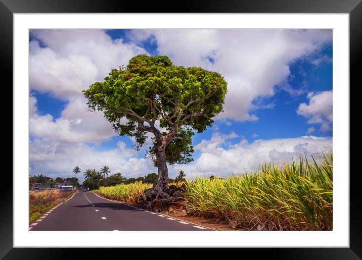 Road in Mauritius  Framed Mounted Print by Jenny Rainbow